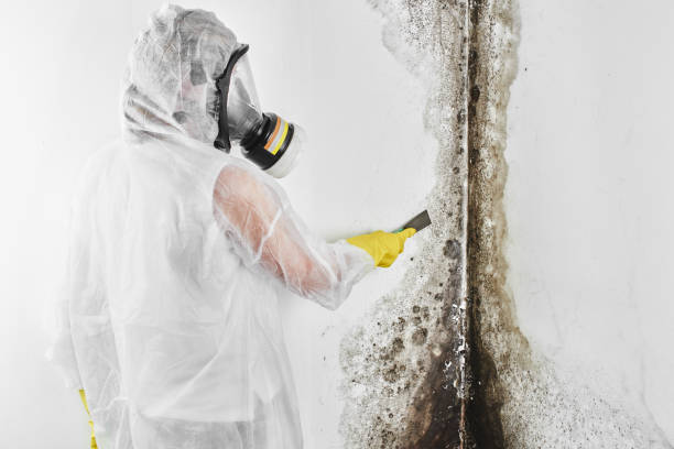 Best Same-Day Mold Removal  in Staples, CT