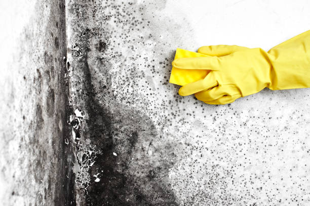Professional Mold Removal in Staples, CT