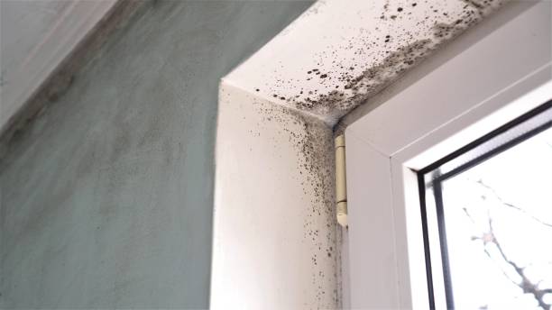 Best Residential Mold Removal  in Staples, CT