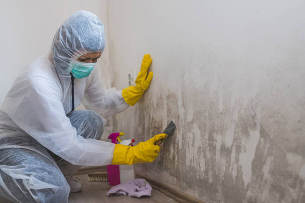 Best Toxic Mold Removal  in Staples, CT