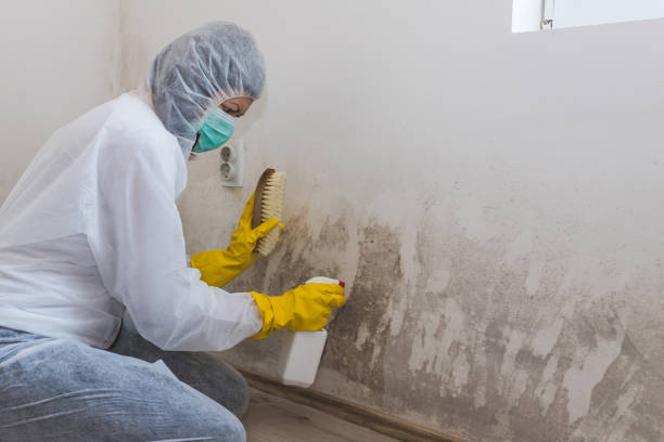 Best Mold Cleaning Services  in Staples, CT