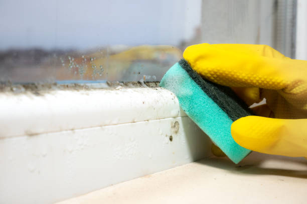 Best Mold Damage Repair  in Staples, CT