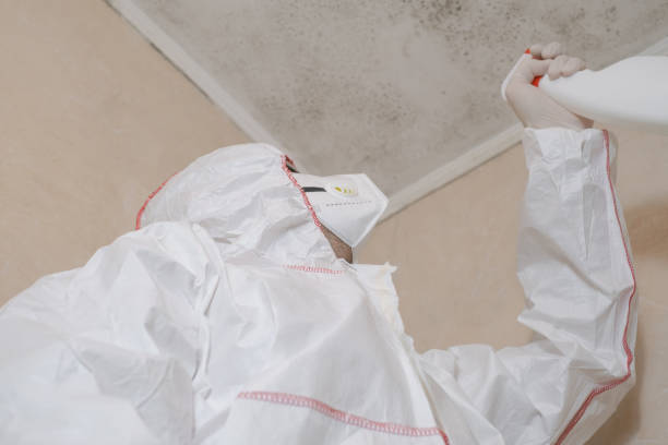 Mold Removal Process in Staples, CT