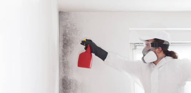 Best Mold Remediation Experts  in Staples, CT