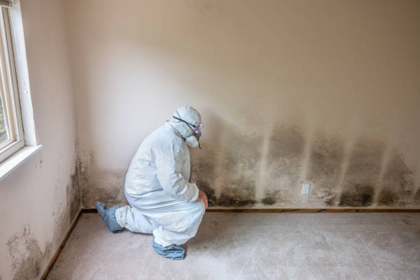 Best Emergency Mold Removal  in Staples, CT