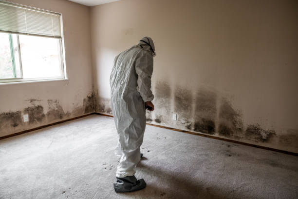 Best Fast Mold Removal  in Staples, CT