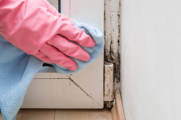 Best Office Mold Removal Services  in Staples, CT
