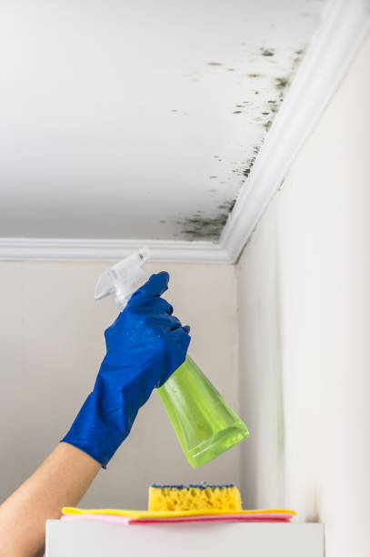 Best Certified Mold Removal  in Staples, CT