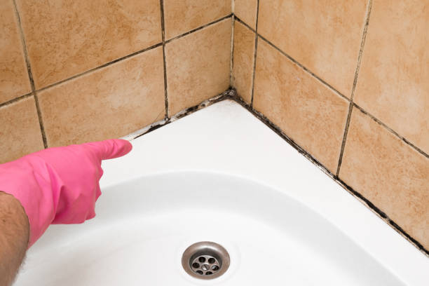 Best Local Mold Removal Service  in Staples, CT