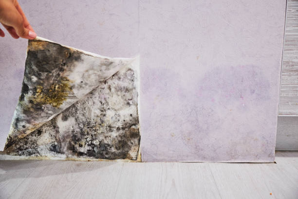 Best Fast Mold Removal  in Staples, CT